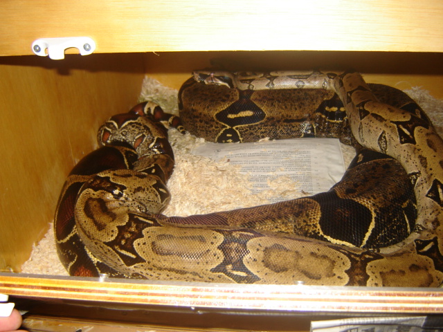 Counts Breeding Part 2.