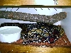 Black Onyx 2 and Male.