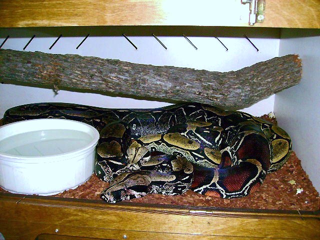 Black Onyx 2 and Male.