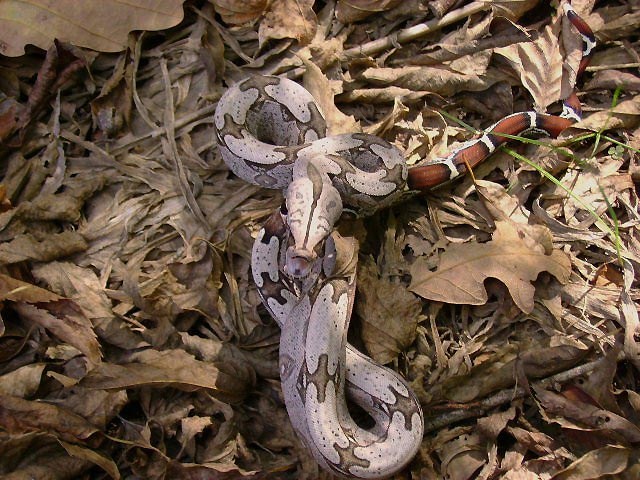 Nice Suriname Baby Picture.