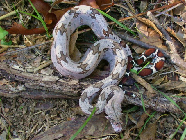 Female A