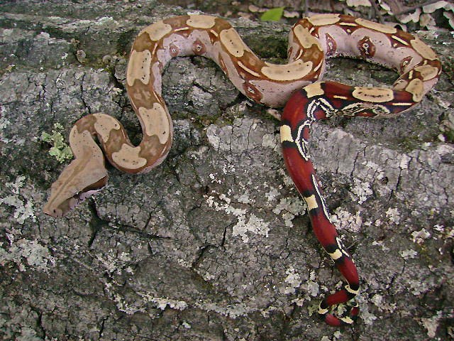 Golden Laddertail Suriname.