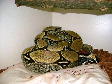 Gus Iquitos Male.