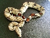 Het Hyper Female B