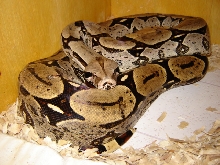 Good pic of female Southern Suriname.