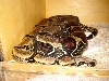Counts female in Aspen.