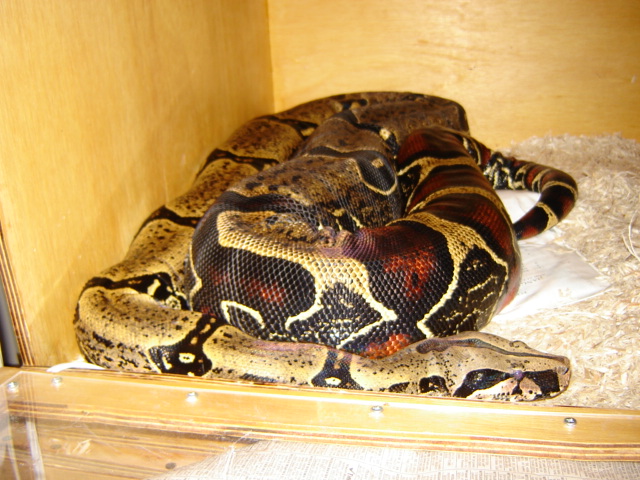 Counts female in Aspen.