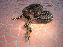 french guiana outside