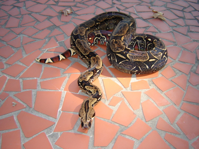 french guiana outside