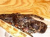 French Guianas Breeding.