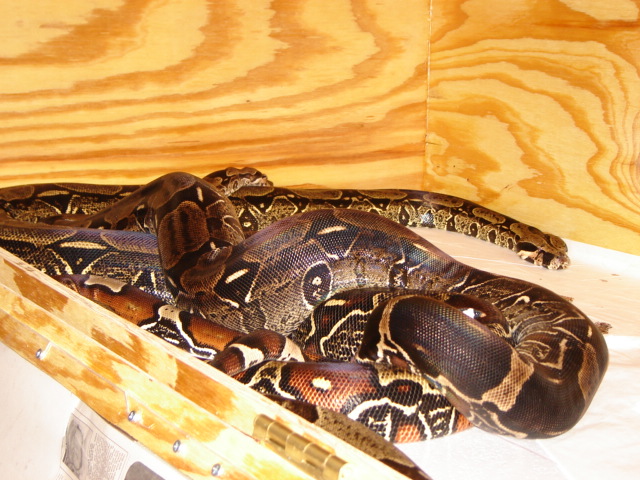 French Guianas Breeding.