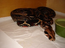 11ft Essiquibo Female