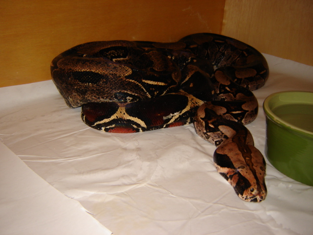 11ft Essiquibo Female
