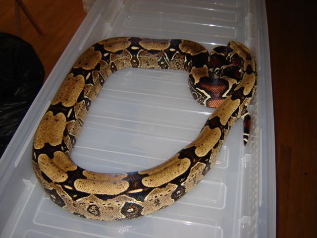 Big yellow male on tote.