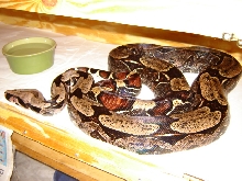 Nice cage pic of 13 footer.