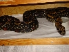 New Melanogaster 1