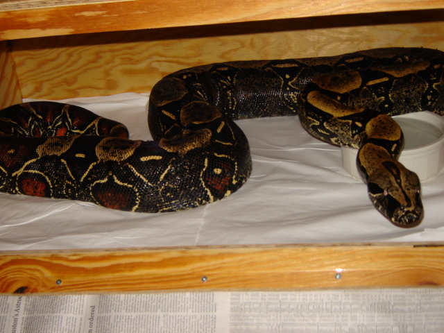 New Melanogaster 1