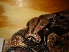 13ft Essiquibo head shot