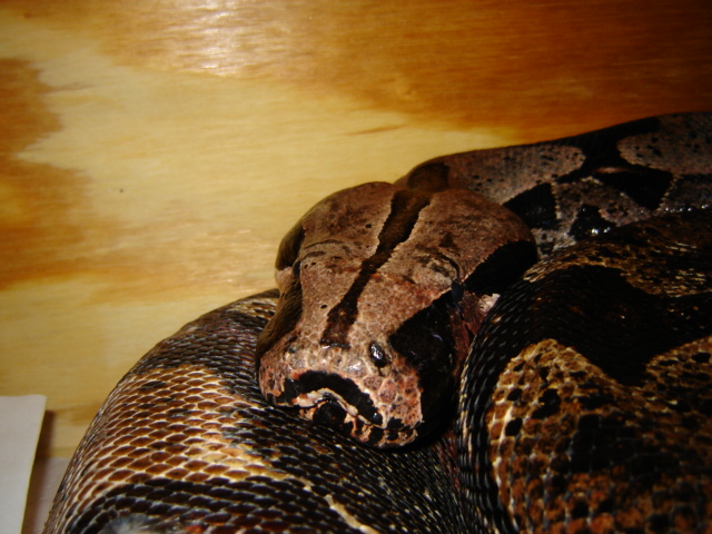 13ft Essiquibo head shot
