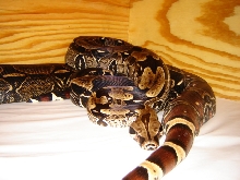 French Guianas Black male
