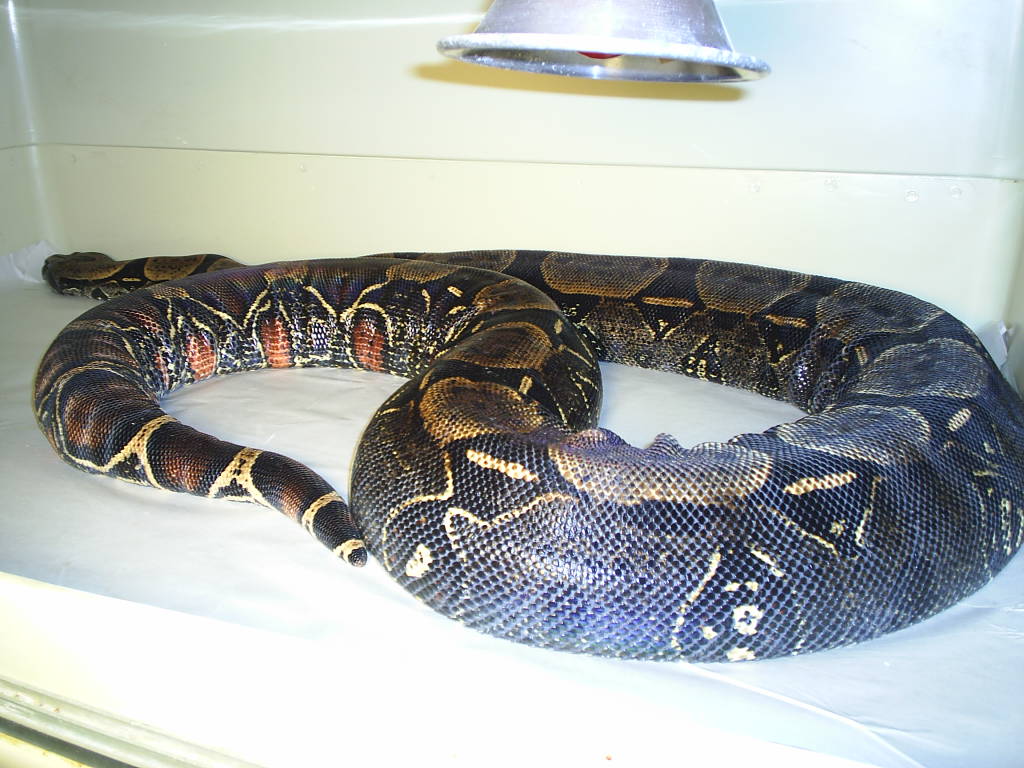 Melanogaster? Female.