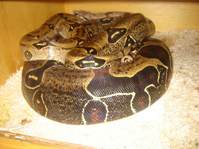 Counts, Pre-Ovulation.