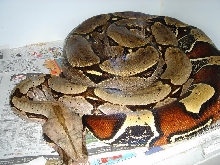 10ft Southern Suriname