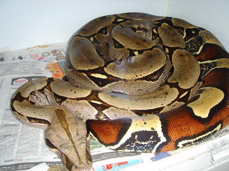 10ft Southern Suriname