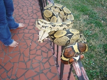 Iquitos Peruvian Female.