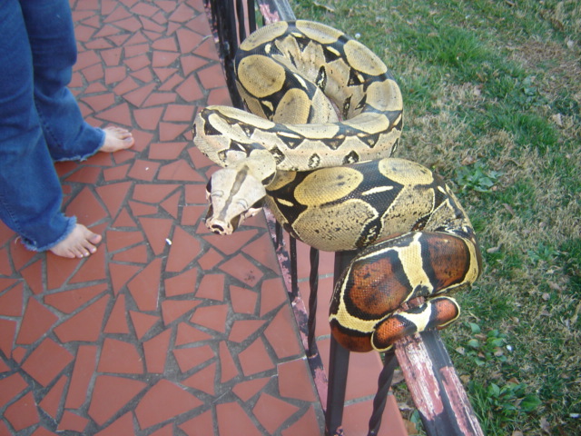 Iquitos Peruvian Female.