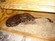 10ft Southern Suriname and Male.