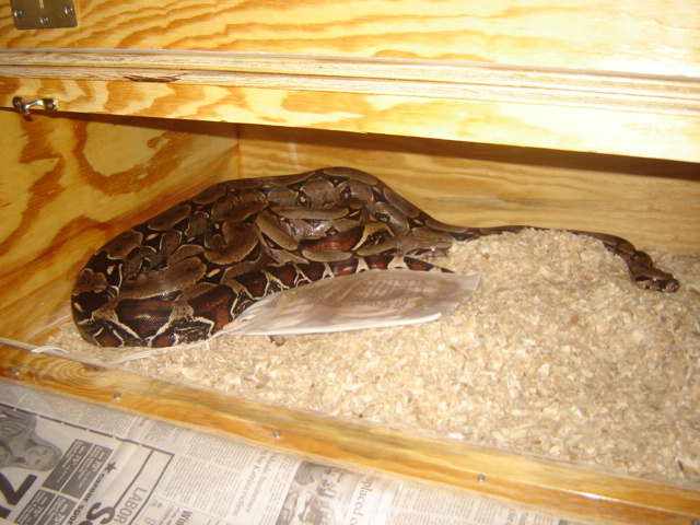 10ft Southern Suriname and Male.
