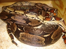 13ft Guyana Gestating?