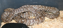 Epicrates striatus fowleri
