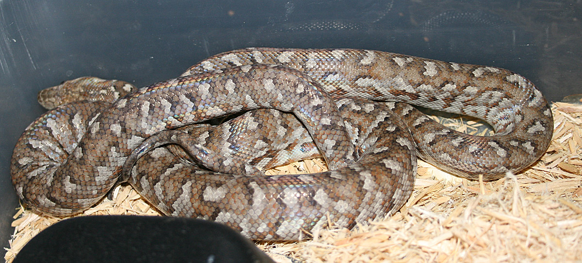 Epicrates striatus fowleri