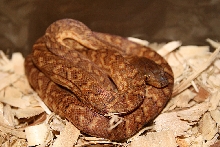 Epicrates subflavus