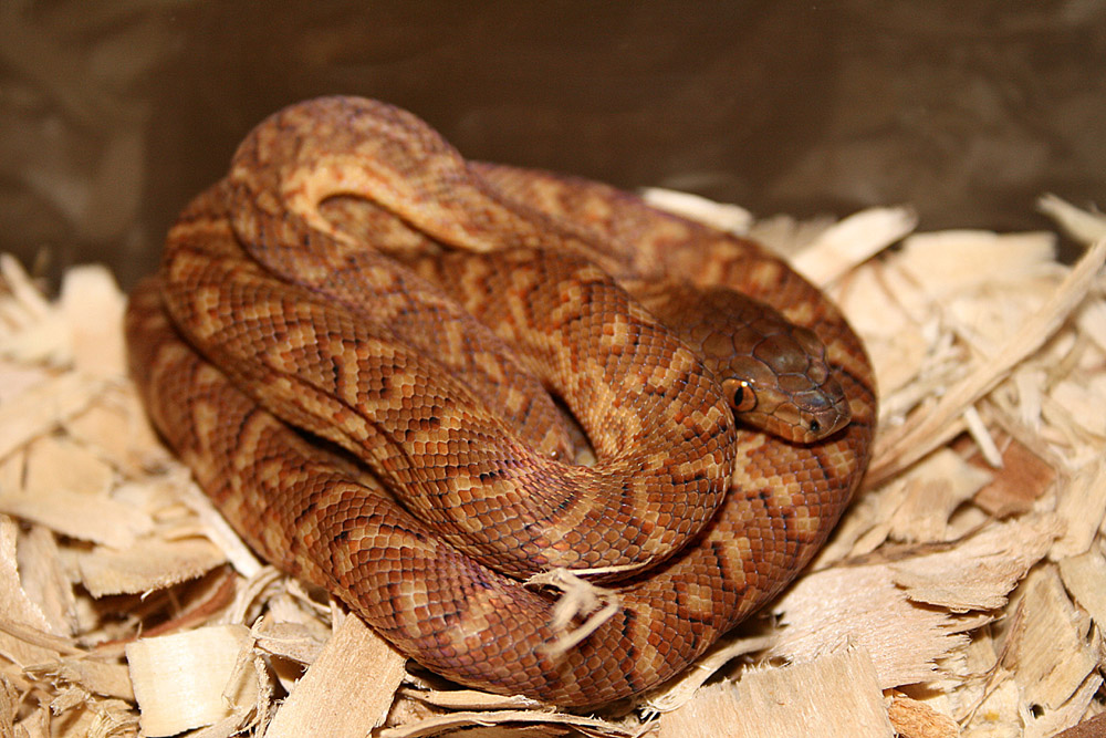 Epicrates subflavus