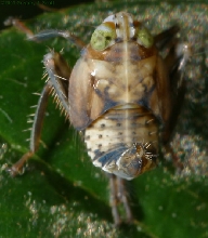 unidentified bug