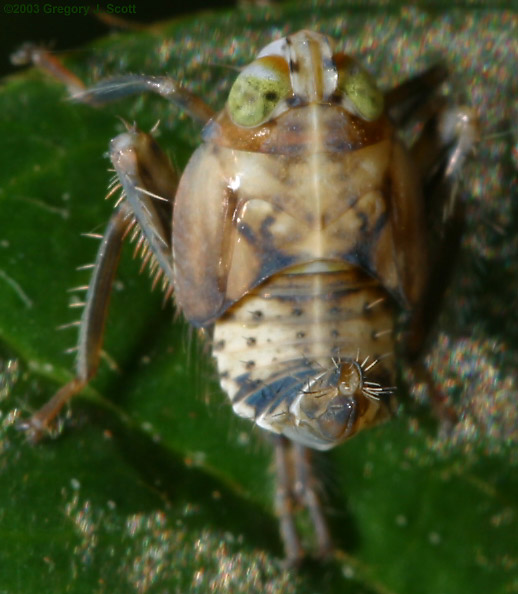 unidentified bug