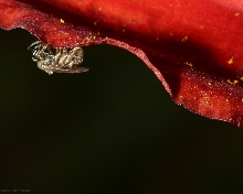 unidentified fly/bee on red day lily