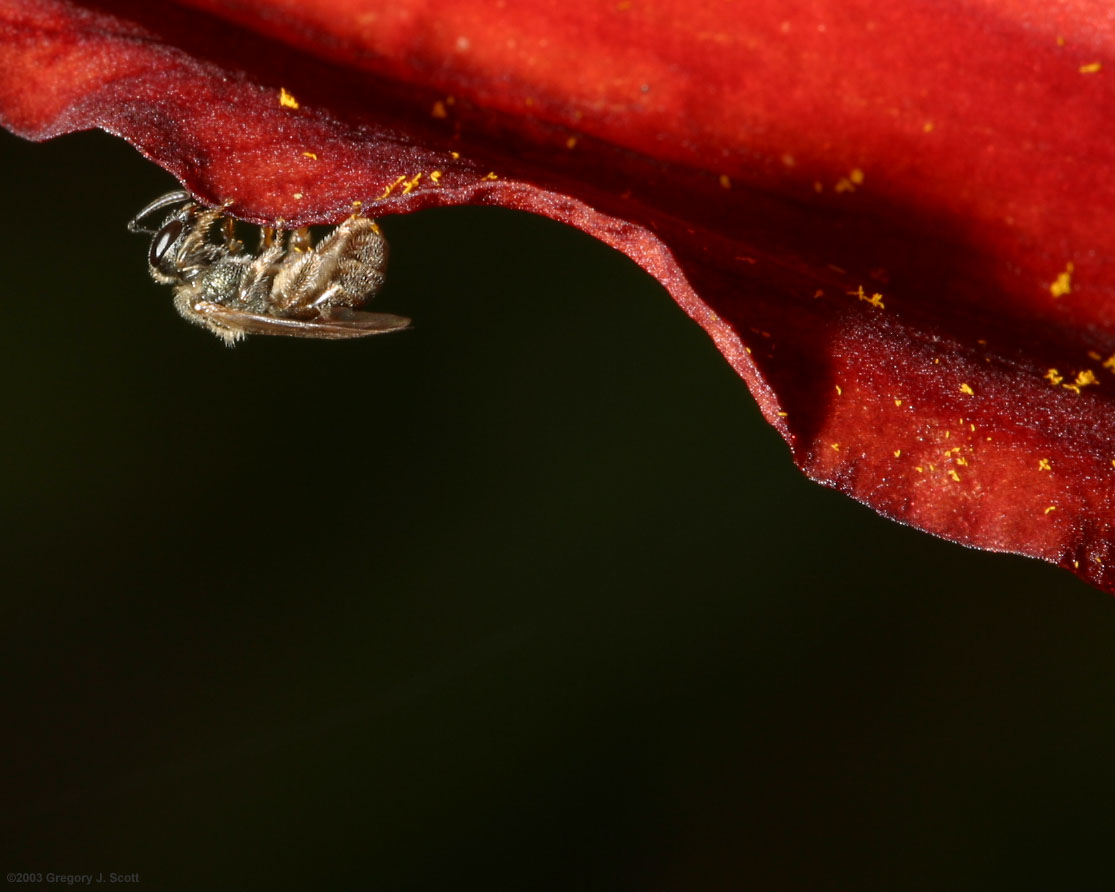 unidentified fly/bee on red day lily