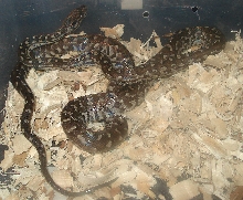 Berry Island Boa