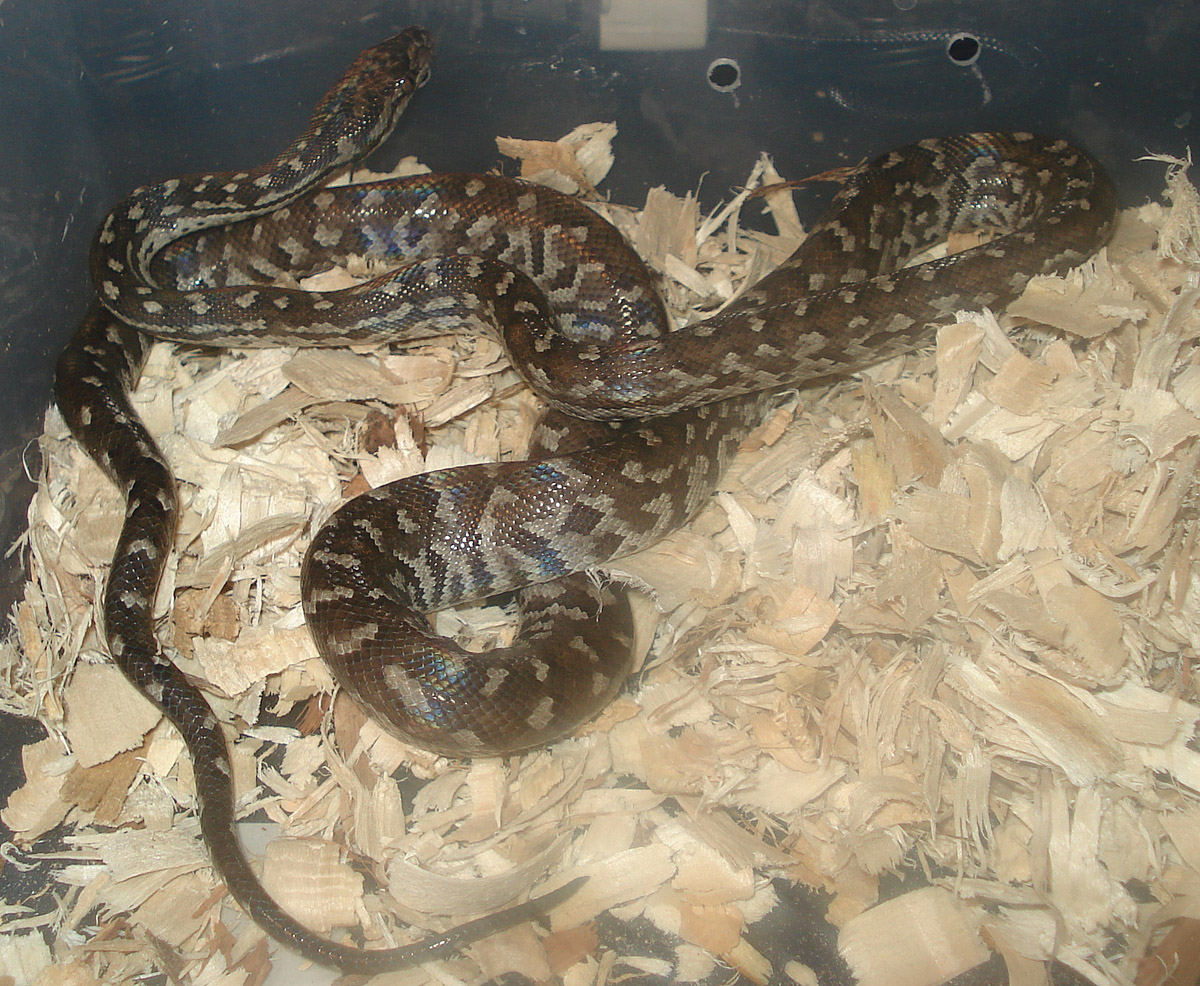 Berry Island Boa