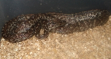 Berry Island Boa
