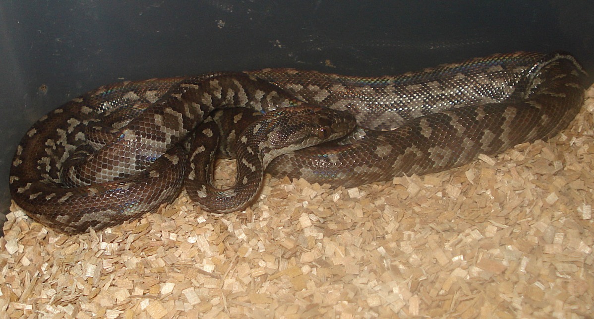 Berry Island Boa