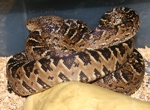 Cuban boa, Epicrates angulifer