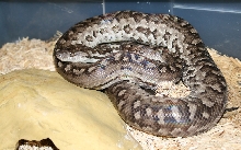 New Providence Island boa (Epicrates striatus strigilatus)