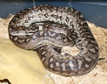 New Providence Island boa (Epicrates striatus strigilatus)