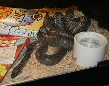 Bahamas boas