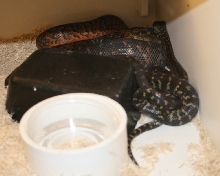 Jamaican boas